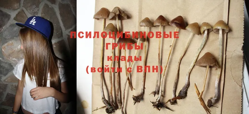 KRAKEN сайт  Шадринск  Псилоцибиновые грибы Psilocybe  магазин продажи наркотиков 